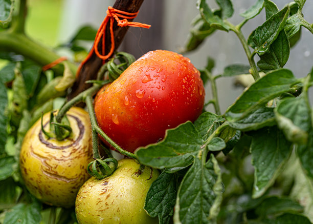 温室里多汁美丽的番茄，园丁概念照片图片下载