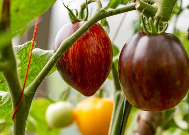 温室里多汁美丽的番茄，园丁概念照片图片下载