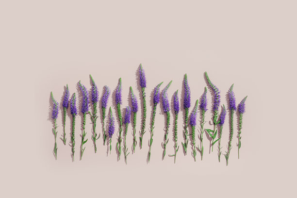 紫色紫罗兰花的野花最小的图案长叶罗妮卡与绿色的叶子在柔和的粉红色背景，最小的美学花平铺照片。美丽的自然静物图片下载