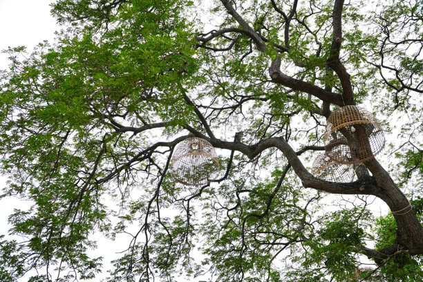 鸡笼灯挂在树上。图片下载