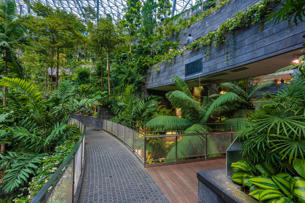 位于新加坡樟宜机场内的40米高的室内瀑布“雨漩涡”。旅游的概念图片下载