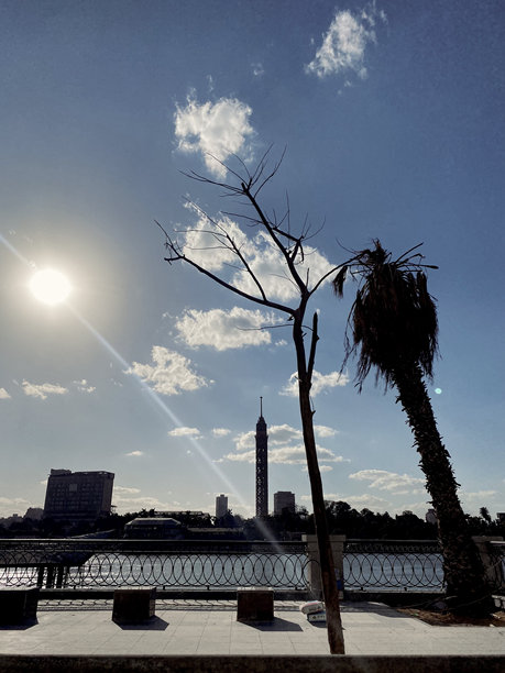 抽象树枝照片图片下载