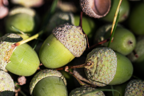 橡子,背景。微距，近距离。图片下载