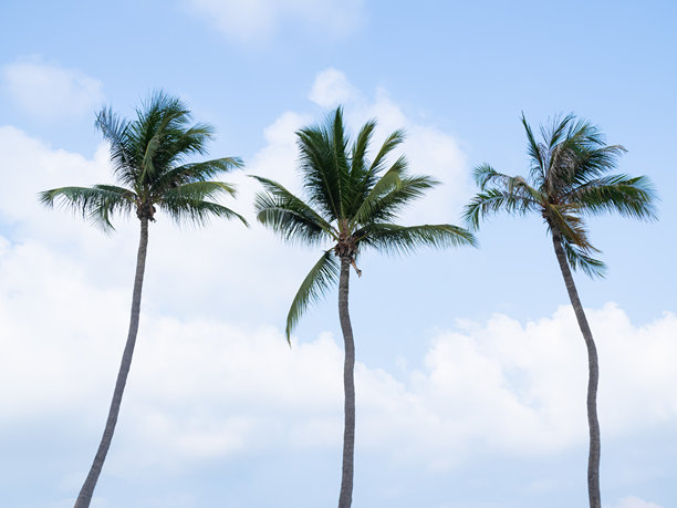 棕榈树图片下载