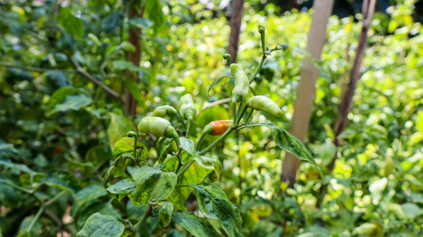 在植物上放辣椒图片下载
