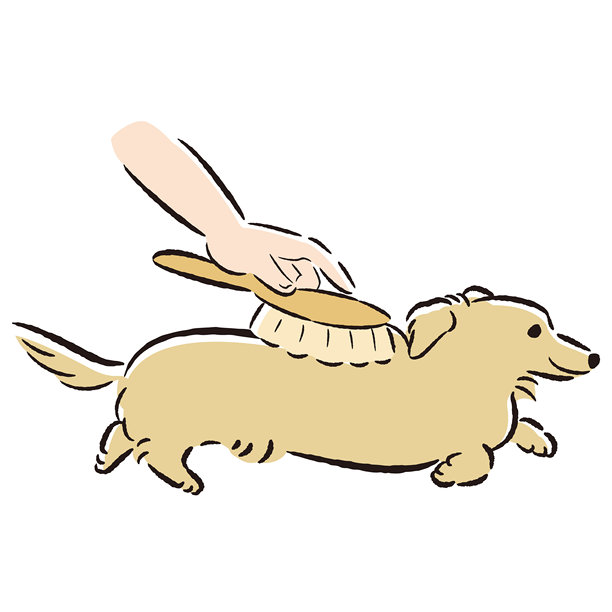 给狗刷牙的插图图片下载