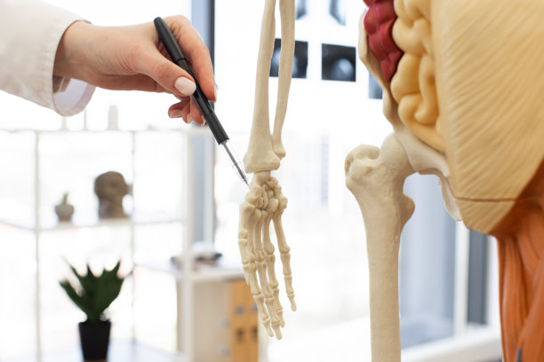 医学专家详细讲解手骨解剖图片下载