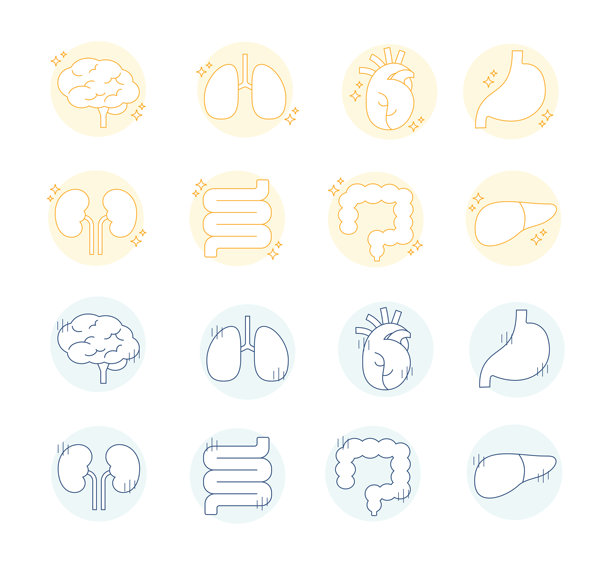 健康脏器，不健康脏器，插图，线条绘制，简单设计，健康，脑，肺，心，胃，肠道图片下载