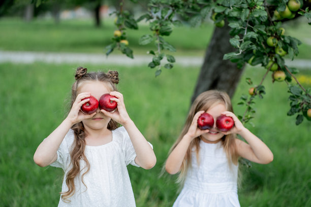两个可爱的小女孩在花园里笑着摘篮子里的苹果。水果。图片下载