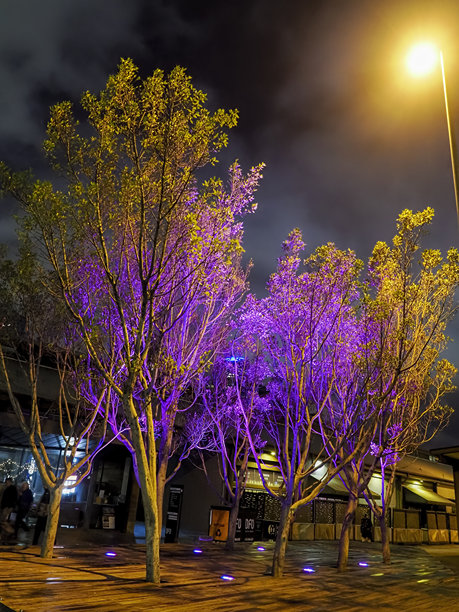 步行街两旁的树木被明亮的橙色和紫色照亮图片下载