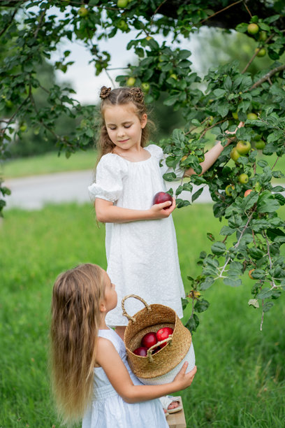 两个可爱的小女孩在花园里笑着摘篮子里的苹果。水果。图片下载