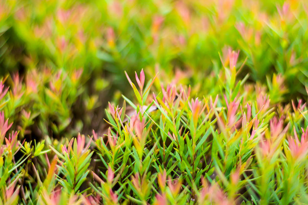 植物树与自然概念的美丽照片的图片。图片下载