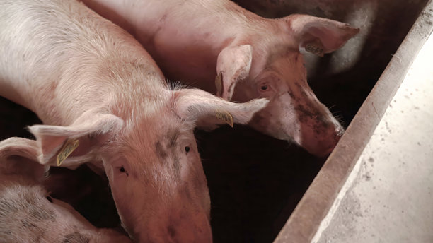 猪在小农场里站在一起等待食物图片下载