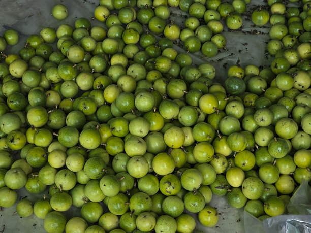 收获的甜百香果图片下载