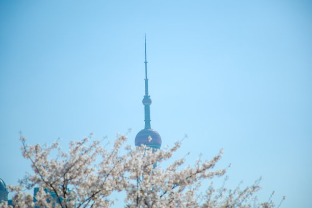樱花映衬下的上海浦东新区城市建筑图片下载
