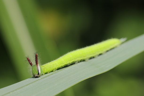 暗褐(Melanitis phedima, Kurokonomacho)蝴蝶幼虫的特点是其祖母绿的颜色和可爱的兔子耳朵(自然特写微距照片)图片下载