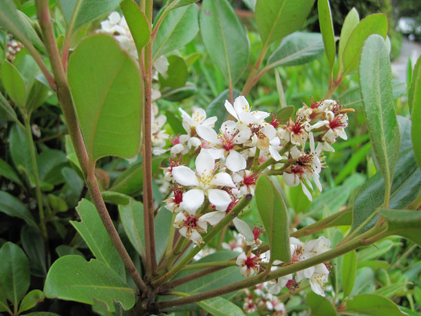 紫杉山楂花的照片图片下载