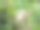 紫杉山楂花的照片图片下载