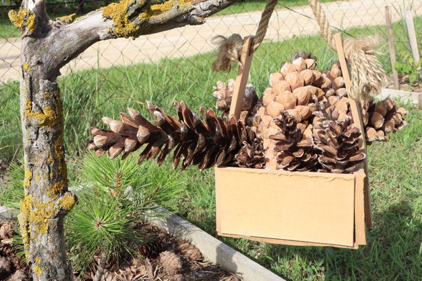 一个装满松果的纸板箱挂在树枝上图片下载