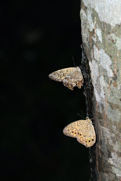 一对Satokimadake (Neope goschkevitschii)蝴蝶在黑暗的树林里的树干上休息(野生动物特写微距照片)图片下载