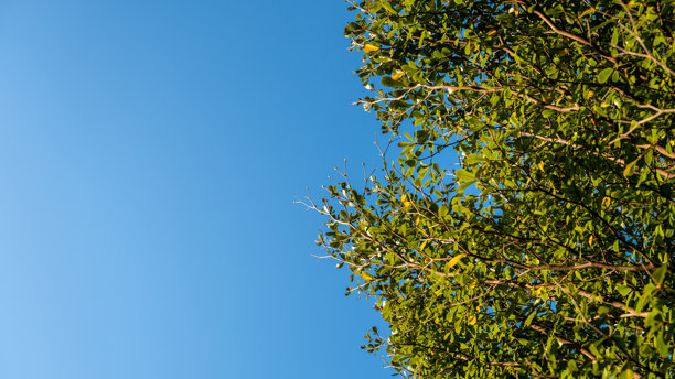 马达加斯加扁桃树或马达加斯加扁桃树。照片景观背景壁纸植物与绿色的叶子面对一个明亮的蓝天。关爱世界环境的理念图片下载