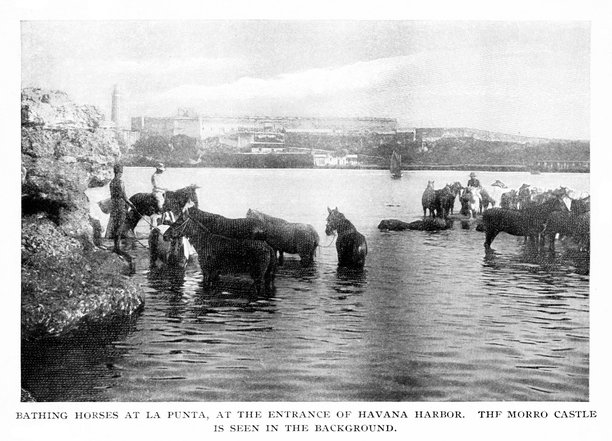 马在哈瓦那港洗澡，古巴图片下载