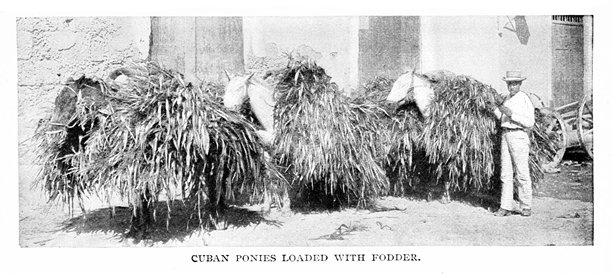古巴哈瓦那的一个种植园里，农民用小马运输饲料图片下载