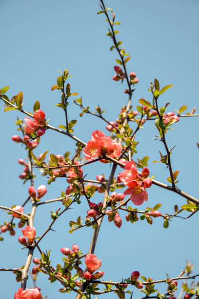 粉红色的花朵在灌木日本榅桲枝上，映衬着春天的蓝天。美丽的春天开花。垂直的照片。有选择性的重点。图片下载