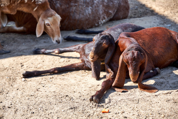 有猪和山羊的谷仓图片下载