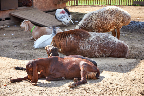 有猪和山羊的谷仓图片下载