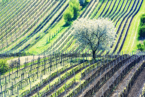 令人惊叹的春天景观与白花樱桃树图片下载