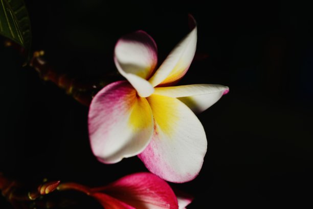 这是一张迷人的鸡蛋花照片，美丽的灯光突出了它精致的花瓣，颜色有白色、粉红色和黄色。这朵花在黑暗的背景下很显眼图片下载