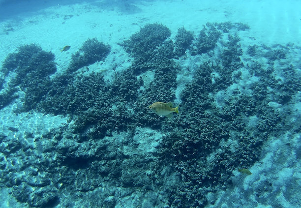 鱼在清澈的水中的水下图片图片下载