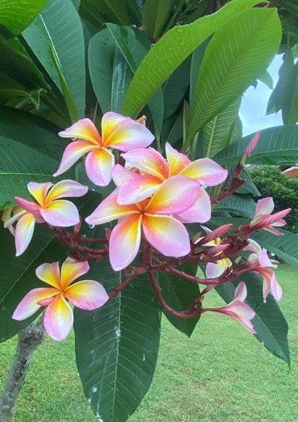 这张照片展示了一簇美丽的鸡蛋花，精致的花瓣混合了粉红色、黄色和白色的色调。图片下载