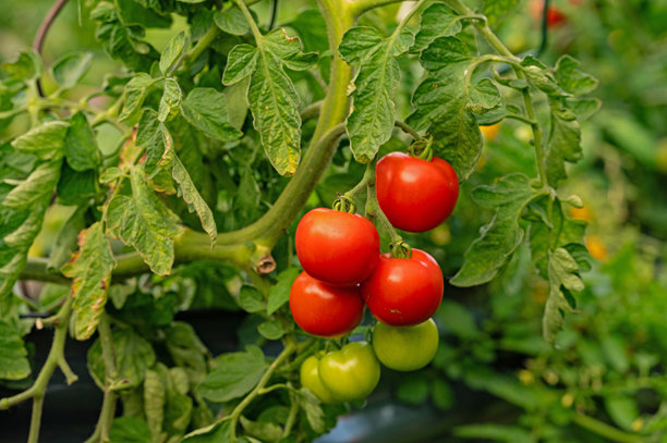 在城市花园里，有成熟的红番茄的凸起的床图片下载