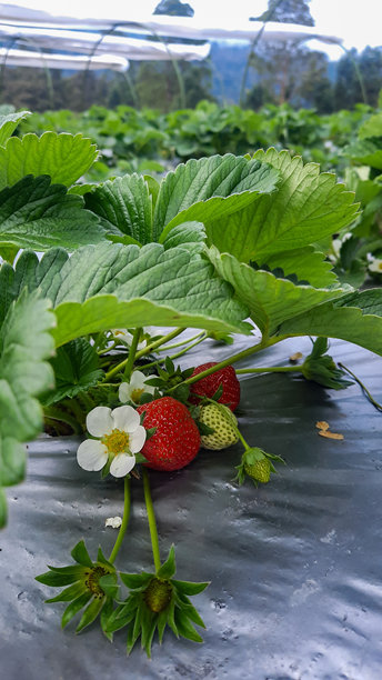 依偎在郁郁葱葱的树叶中，草莓植物在绿色和红色的色调中揭示了大自然的辉煌循环图片下载