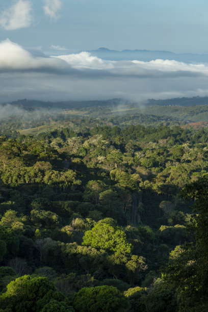 巴拿马的山脉和咖啡农场-库存照片图片下载