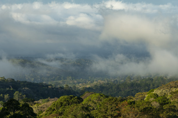 巴拿马的山脉和咖啡农场-库存照片图片下载