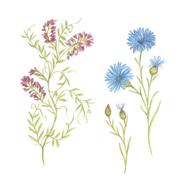 草甸草集，水彩剪贴画图片下载