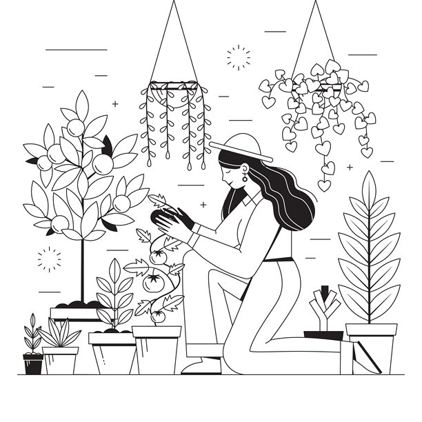 种植西红柿和水果的女园丁图片下载