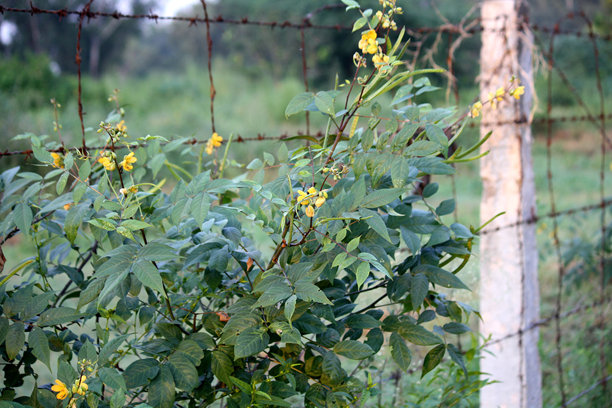 咖啡番泻叶(西洋番泻叶)，黄色的花朵成群排列(图片来源:Sanjiv Shukla)图片下载