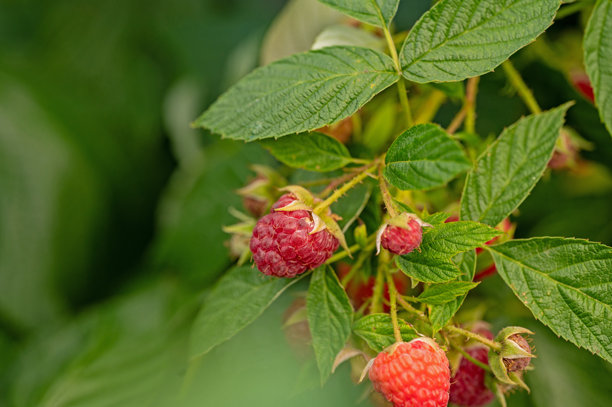 夏天花园里美味的成熟红覆盆子图片下载
