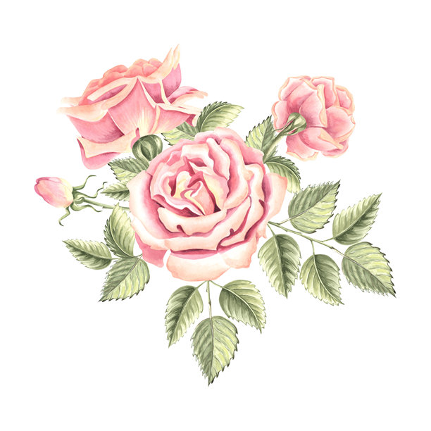 玫瑰花的叶子是绿色的。春天的作文。手绘水彩插图孤立。园林植物的植物剪贴画。花卉设计元素的邀请，明信片，婚礼，贴纸。图片下载