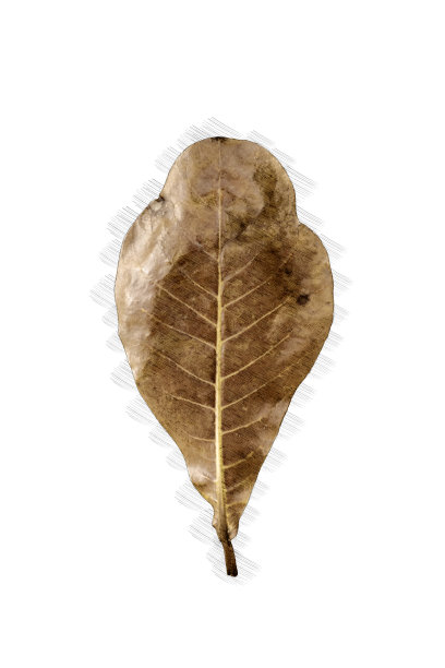 干燥的热带树叶的草图图片下载