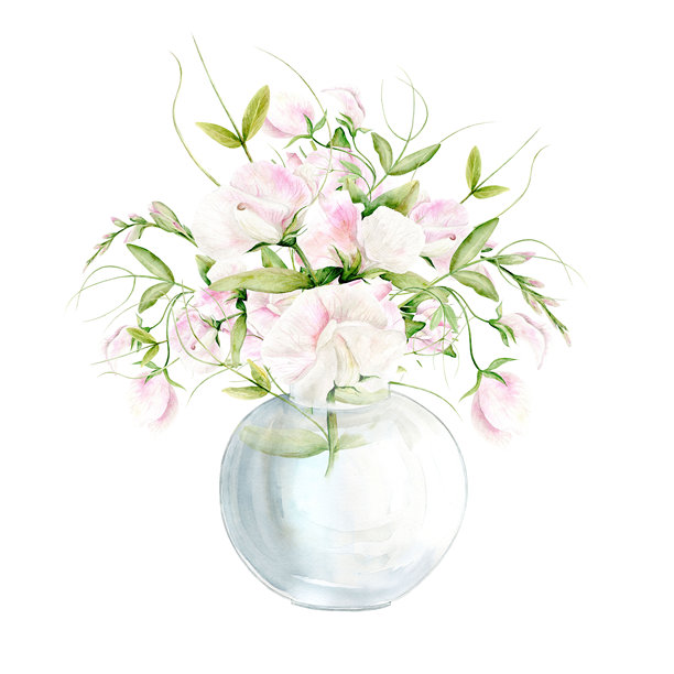 孤立的插图。花束在一个玻璃花瓶的水彩花香豌豆在一个白色的背景。插图是手绘的。适用于卡片设计，纺织品和剪贴簿。图片下载
