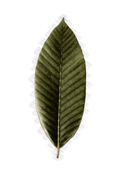 热带树叶插图在白色的背景图片下载