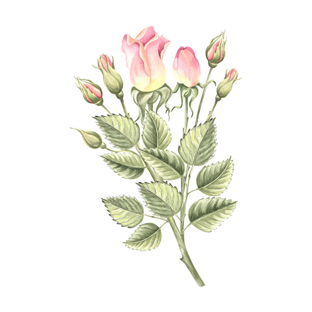 玫瑰花的叶子是绿色的。春天的作文。手绘水彩插图孤立。园林植物的植物剪贴画。花卉设计元素的邀请，明信片，婚礼，贴纸。图片下载