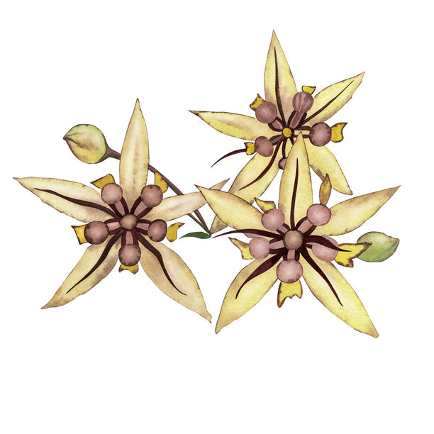 三朵可可花和一根树枝上的芽。花序是用黄色、白色和棕色色调的水彩手绘的。用于包装设计、化妆品、巧克力、明信片的插画图片下载