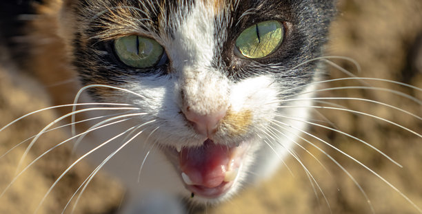 三只绿眼睛小猫的照片图片下载