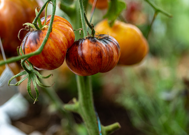 温室里多汁美丽的番茄，园丁概念照片图片下载